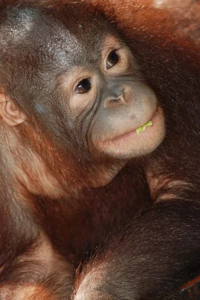 Ζώο μαϊμού του ape — Φωτογραφία Αρχείου