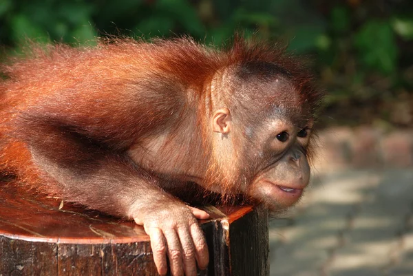 Zvířecí opice opice — Stock fotografie