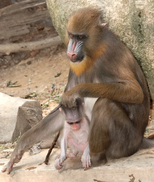 Hayvan maymun Mandrill'di — Stok fotoğraf