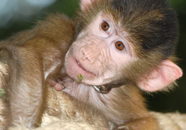 Zvířecí opice — Stock fotografie