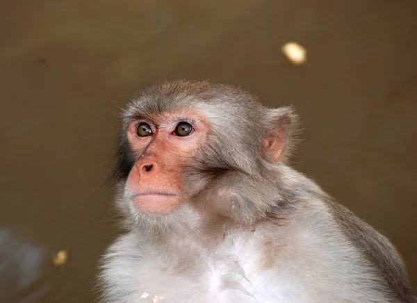 Ζώο μαϊμού — Φωτογραφία Αρχείου