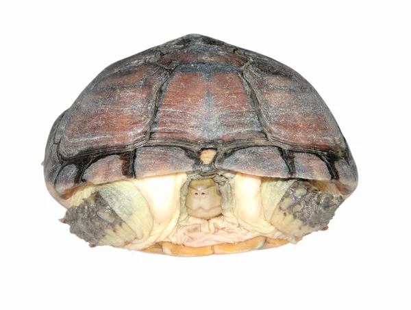 Asiático amarelo lagoa tartaruga — Fotografia de Stock