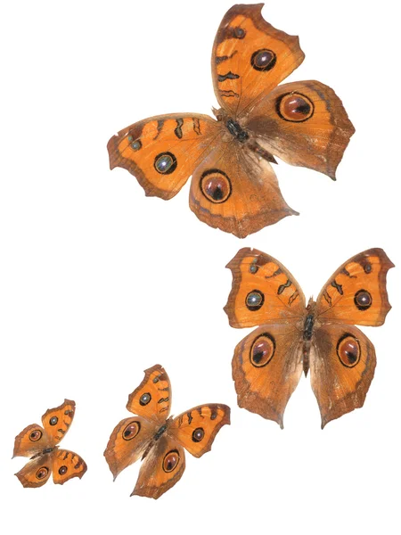 Schmetterling fliegen Hintergrund — Stockfoto