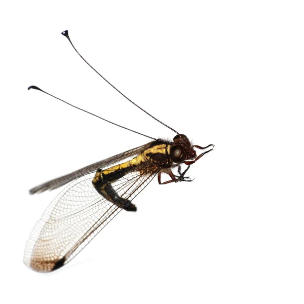 Insekt Uggla flyga — Stockfoto