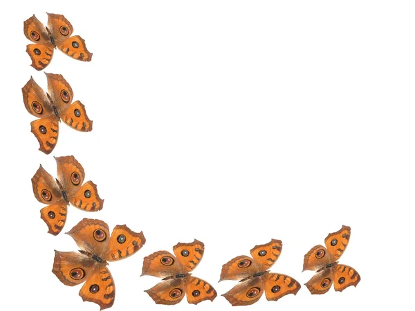 Фон бабочки — стоковое фото
