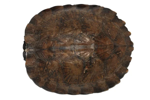 Asiático tartaruga folha — Fotografia de Stock