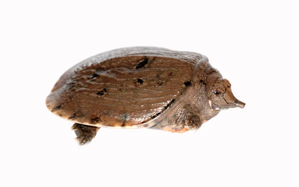 Jejune chiński miękkiej skorupie turtle — Zdjęcie stockowe