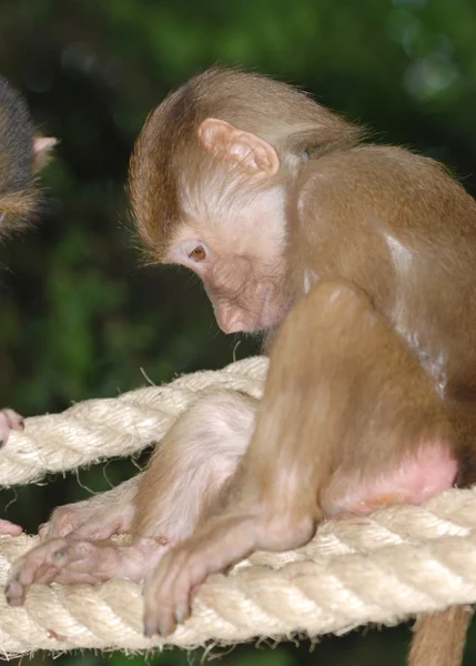 Тварина мавпи поодинці — стокове фото