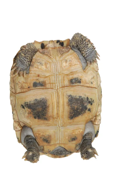 A kisállat turtle elongata – Harasztos káposzta Sárgafejű teknős — Stock Fotó
