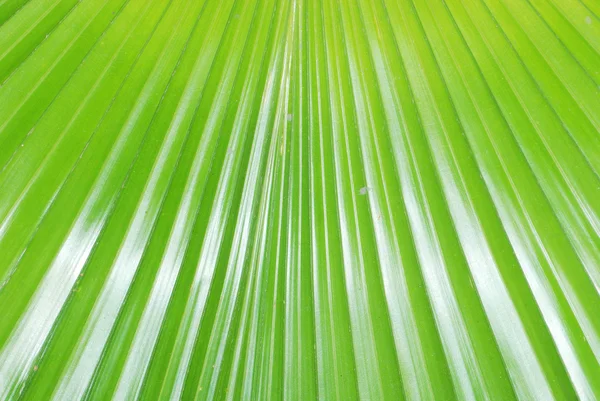 Frunze de palmier — Fotografie, imagine de stoc
