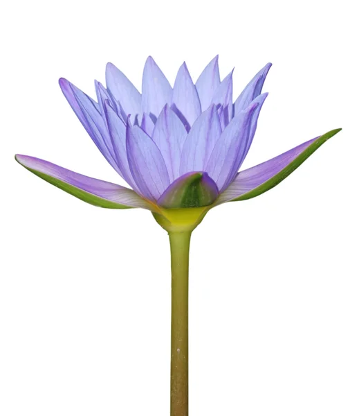 Kék vízililiom virág — Stock Fotó