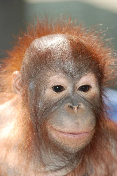 动物猴猿 — 图库照片