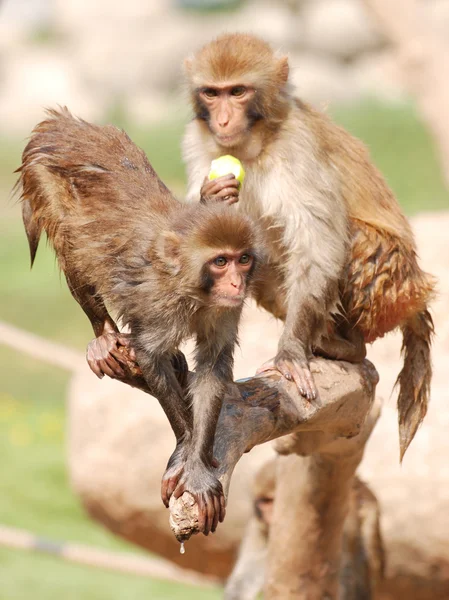동물 원숭이 — 스톡 사진