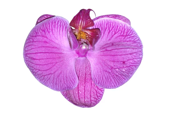 Pink orschi flower — Stock Photo, Image