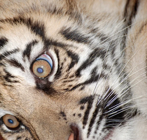 Tygrys noworodek portret — Zdjęcie stockowe