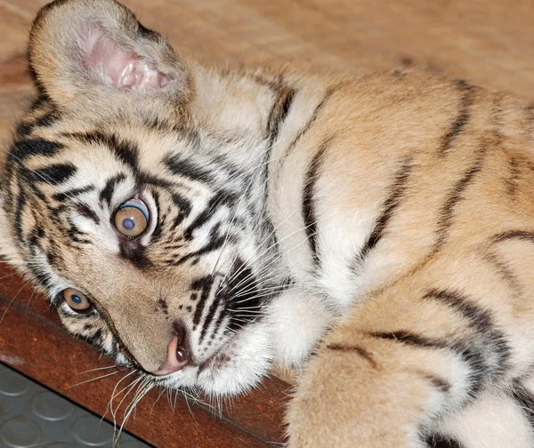Tigre portrait de bébé — Photo