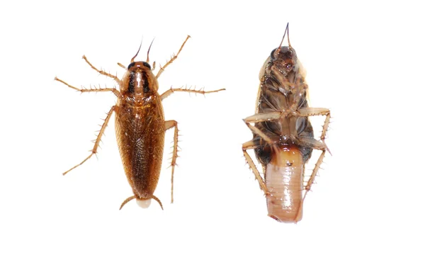 Insect kakkerlak — Stockfoto