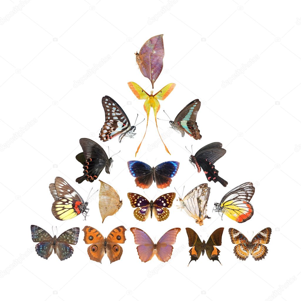 Butterfly pyramid collection