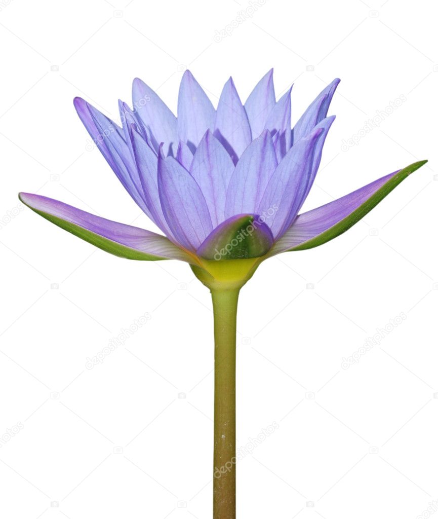 Blue water lily flower