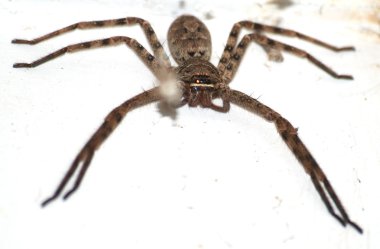 hayvan örümcek izole