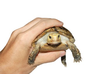 Pet turtle elongata Elongated tortoise clipart