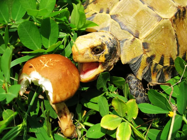Tortuga mascota tortuga comer seta — Foto de Stock