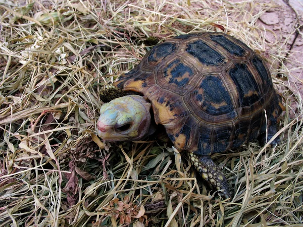 Żółw żółtogłowy zwierzę żółw żółtogłowy — Zdjęcie stockowe