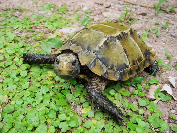 宠物龟留下深刻印象的乌龟 — 图库照片
