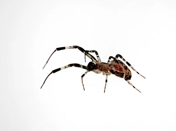 分離された動物のクモ — ストック写真