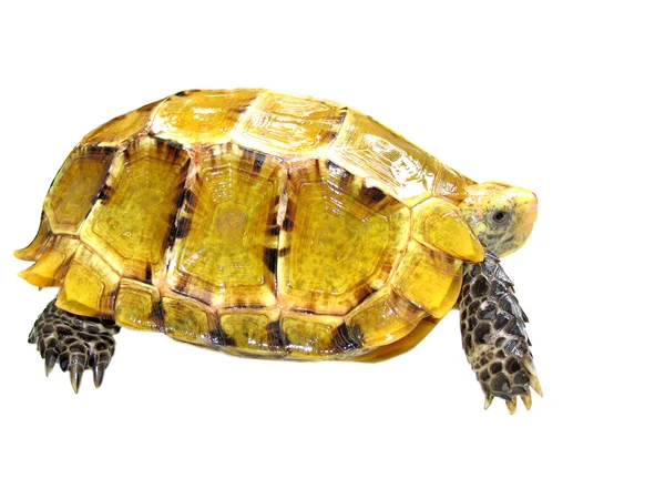 Скрытая черепаха — стоковое фото