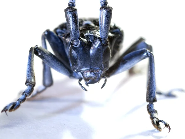 Insect lange hoorn kever macro — Stockfoto