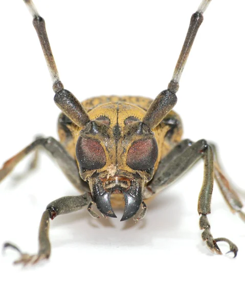 ロングホーン昆虫カブトムシ — ストック写真