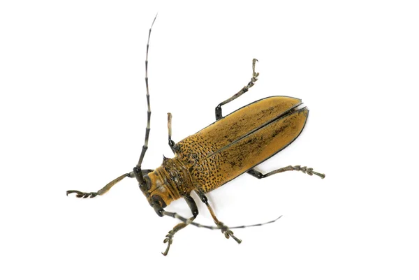 Комаха довгий ріг жука макрос — стокове фото