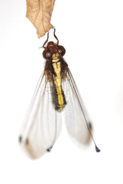 Μύγα εντόμων κουκουβάγια — Φωτογραφία Αρχείου