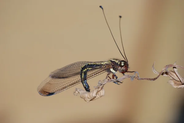 Gufo insetto volare — Foto Stock