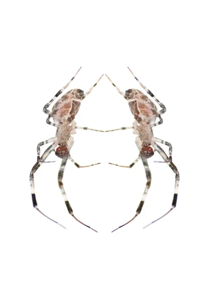 Djur spider isolerade — Stockfoto
