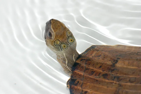 Czterech oczach żółw — Zdjęcie stockowe