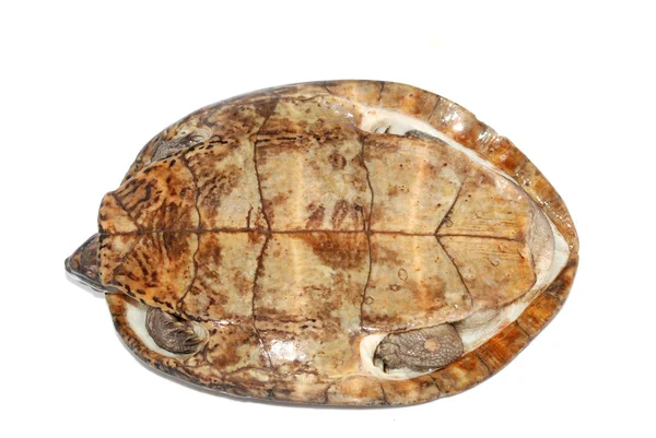 Vier-eyed schildpad — Stockfoto