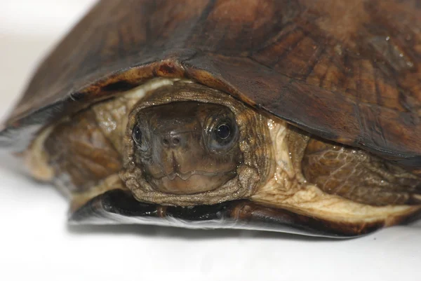 Asiatisk bladskildpadde - Stock-foto