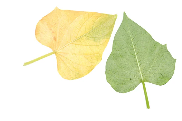 Sweet potato leaf — Zdjęcie stockowe
