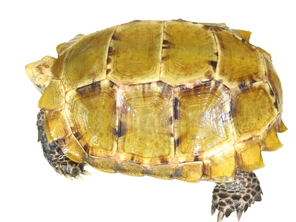 Evde beslenen hayvan kaplumbağa Impressa etkilendim kaplumbağa — Stok fotoğraf