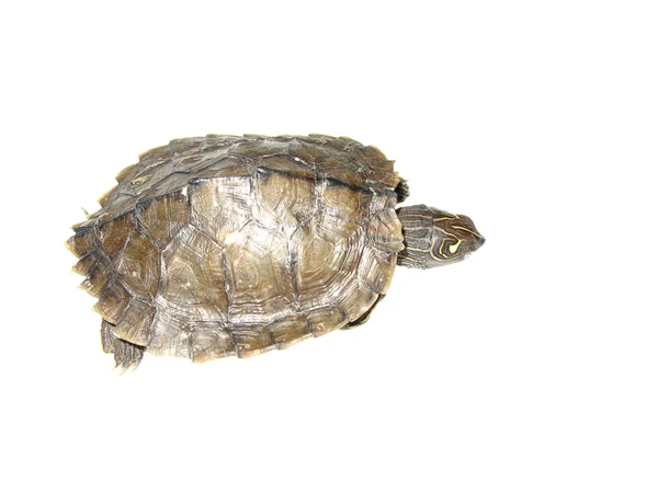 Common map turtle — Stock Photo, Image