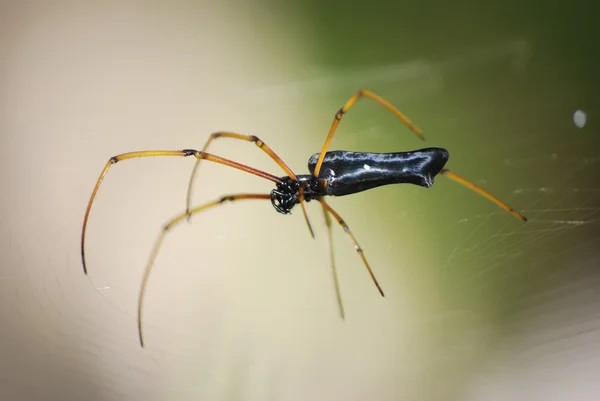Tierische Spinne isoliert — Stockfoto