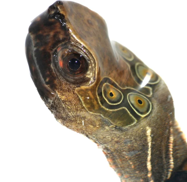 Tartaruga a quattro occhi — Foto Stock