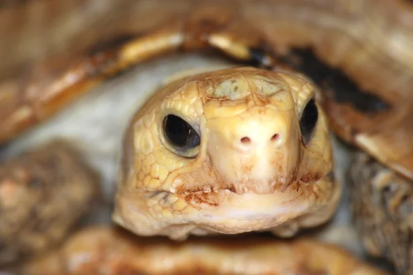 Pupilem żółwia żółw głowy — Zdjęcie stockowe