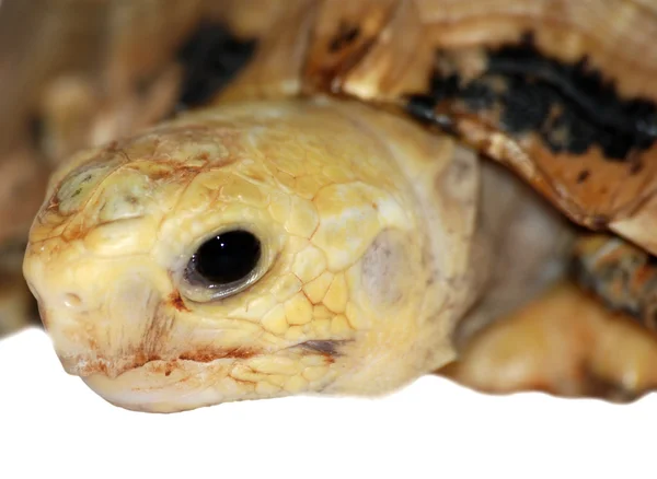 Cabeça de tartaruga de estimação — Fotografia de Stock
