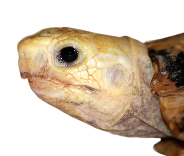 Huisdier schildpad schildpad cry — Stockfoto