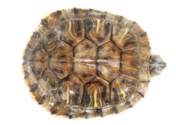 Pet turtle red-eared slider — Stok fotoğraf