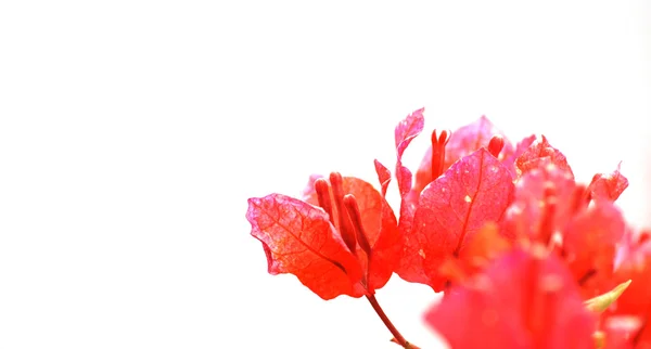 Våren natur röd blomma — Stockfoto
