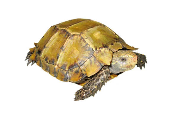 Evde beslenen hayvan kaplumbağa Impressa etkilendim kaplumbağa — Stok fotoğraf